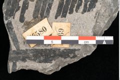 Foto (Detailansicht) von Palissya araunii Endl. (NHMW-GEO-2024-0188-10580)